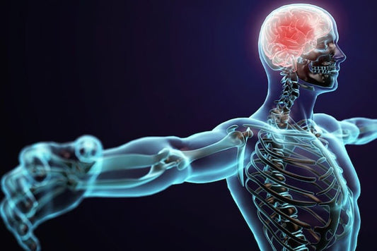 L-Theanine for Muscle Health and Recovery