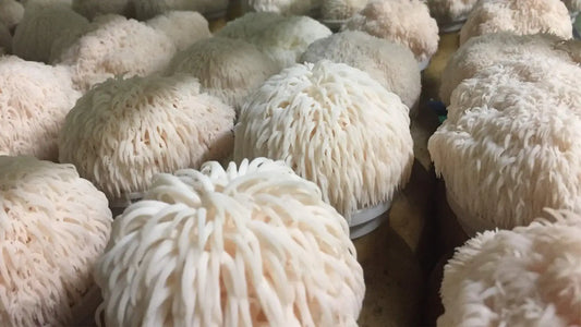 Lion's Mane Mushroom Benefits