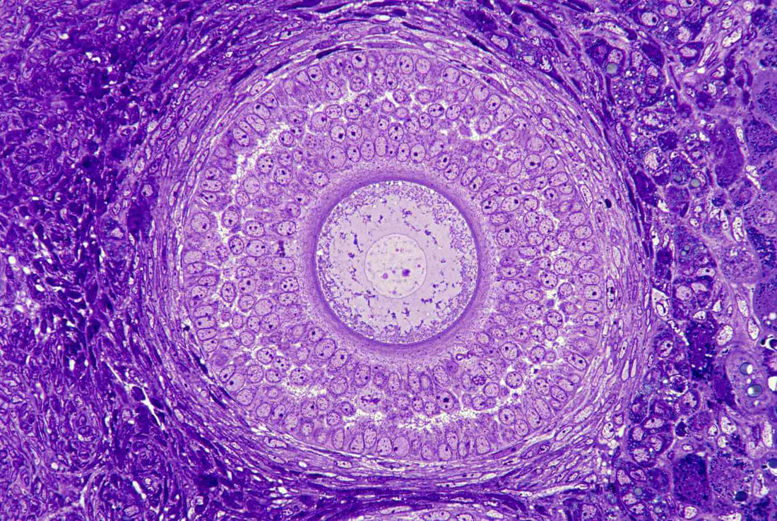 Best Little Known Supplement For Fertility? - The Keto Brainz Blog