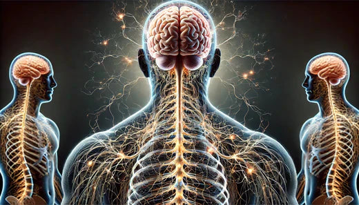 Acetylcholine And ADHD - Keto Brainz Nootropics Blog