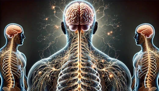 Acetylcholine And ADHD - Keto Brainz Nootropics Blog