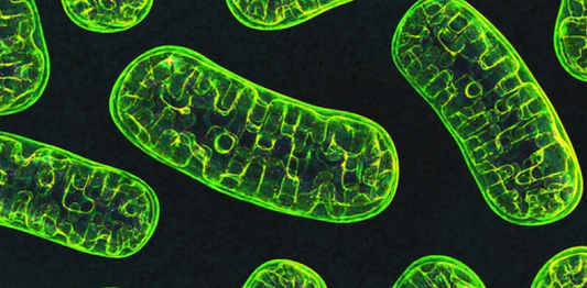 What Are Mitochondria And Why Are They Important?