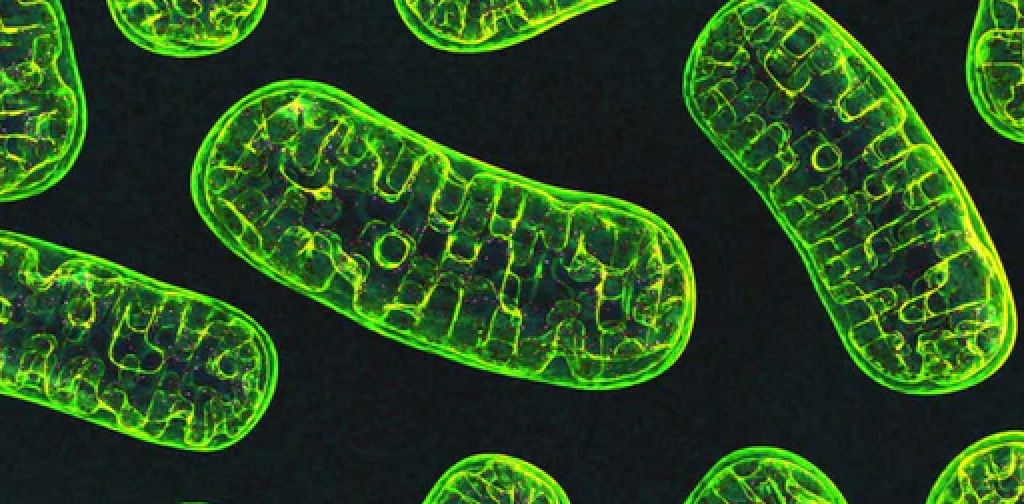 What Are Mitochondria And Why Are They Important? - Keto Brainz Nootropics Blog