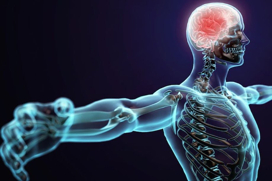 L-Theanine for Muscle Health and Recovery