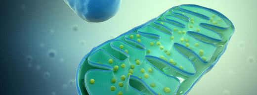 Mitochondrial Biogenesis